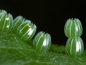 farfalla uovo vaso arredamento arch la pasqua verde insetto vita micro microscopio natura pianta primavera trasparente 3d print model - Mito3D