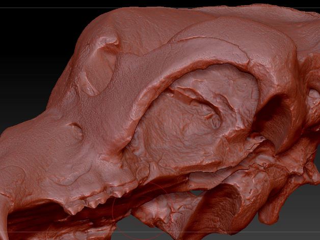 crânio caverna do urso animais 3D print model - Mito3D