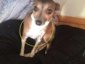 collar de perro mascotas 3d print model - Mito3D