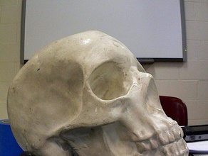 skull jaw biology makerbotdigitizer scan 3d print model - Mito3D
