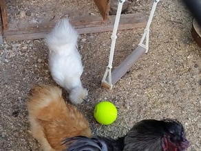pollo giocattolo palla gli animali domestici alimentatore il trattamento di xyz davinci 3d print model - Mito3D