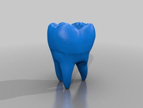 l'homme de la dent modèle biologie l'art humain corps l'apprentissage l'école les dents 3d print model - Mito3D