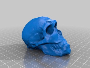 hominid kafatası 123d yakala tarar kopyaları 3d print model - Mito3D