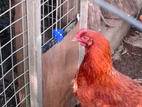 pollo alla porta della gabbia di cattura all'aperto giardino blocco 3d print model - Mito3D