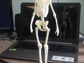 scheletro umano sculture 3d print model - Mito3D