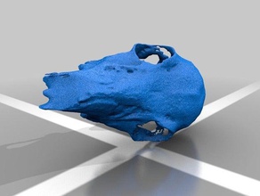 agisoft skull biology 3d print model - Mito3D
