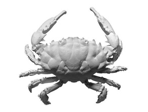 3d scan dark finger reef crab printing 3d print model - Mito3D