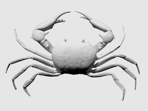 3d scan carcinoplax suruguensis crab printing 3d print model - Mito3D