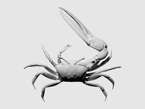 3d scan fiddler crab printing 3d print model - Mito3D