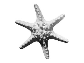 3d scan horned sea star printing 3d print model - Mito3D
