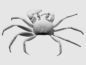 Digitalização em 3d ghost crab impressão 3d print model - Mito3D