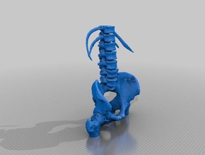 la columna lumbar pelvis biología médica ortopedia 3d print model - Mito3D