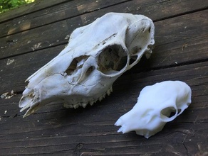 deer skull scans replicas 3d print model - Mito3D