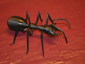 big ant biologia 3d print model - Mito3D