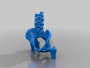 la pelvis gente 3d print model - Mito3D