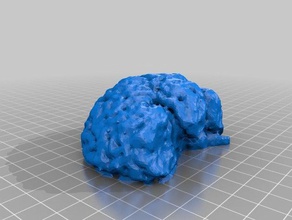 braaaaaain beyin yazdırır biyoloji 3d print model - Mito3D