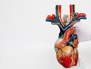 anatomical heart model scans replicas anatomy biology history maas collection museum 3d print model - Mito3D