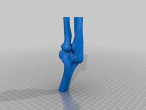 coude de la biologie l'anatomie squelette 3d print model - Mito3D