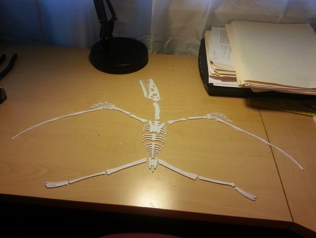 grande achado fóssil de osso peças biologia ossos dinossauro evolução aprendizagem paleontologia ciência esqueleto 3D print model - Mito3D