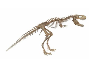 t-rex grande esculturas ossos designer dino dinossauros educacionais jurássico monstro nenhum suporte skeletron crânio estudante trex tiranossauro rex 3d print model - Mito3D