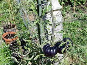 giardino string clip all'aperto giardinaggio aquilone piante la cravatta di pomodoro i pomodori traliccio 3d print model - Mito3D