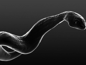 python serpent les animaux 3d print model - Mito3D
