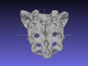 human skeleton sacrum bone real anatomy scan scans replicas bones 3d print model - Mito3D