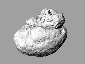 chimpanzee brain biology anatomy mri 3d print model - Mito3D