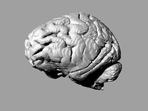 gorila cérebro biologia anatomia ressonância magnética de primatas 3d print model - Mito3D
