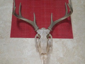 deer skull large normal size animals anatomy big bust deerskull easytoprint easy print life lifesize small 3d print model - Mito3D