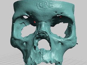 partial human skull asian ancestry facial region scan scans replicas anatomy face 3d print model - Mito3D