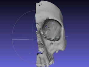 parziale di un cranio umano ascendenza europea sagittale porzione scansione le scansioni repliche 3d print model - Mito3D