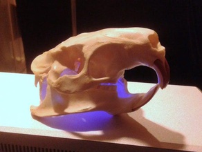 coypu nutria de río rata original cráneo escaneo exploraciones las réplicas animal cast roedores 3d print model - Mito3D