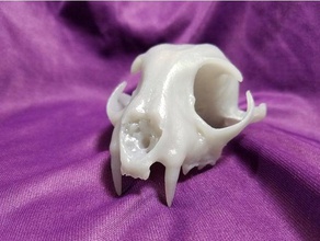 real bobcat original skull scan nextengine scans replicas animal taxonomy wierd 3d print model - Mito3D