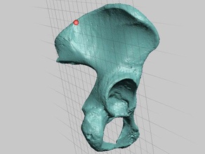 high resolution human female pelvis scan scans replicas anatomy bone morphology skeleton 3d print model - Mito3D