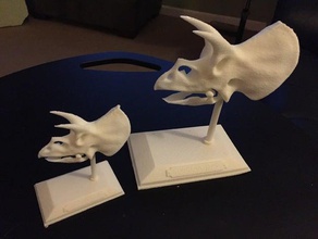 triceratops skull learning dinosaur dinosaurs head skulls 3d print model - Mito3D