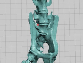 scimmia del nuovo mondo scheletrico scansione bacino, vertebre le scansioni repliche l'osso ossa scheletro coda 3d print model - Mito3D