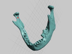 l'homme à la mandibule mâchoire scintigraphie osseuse d'origine asiatique sexe féminin les analyses des répliques os de squelette 3d print model - Mito3D