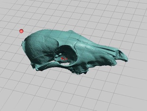 juvenile coyote skull nextengine scan scans replicas animal bone 3d print model - Mito3D