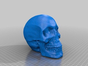 skull scans replicas makerbotdigitizer 3d print model - Mito3D