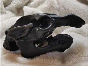 manatee skull mandible high resolution scan scans replicas animal jaw jawbone mammal nextengine skulls 3d print model - Mito3D