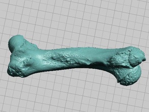 manatí hueso húmero escaneo de alta resolución exploraciones las réplicas animal acuático en peligro extinción mamíferos 3d print model - Mito3D