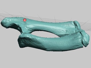 manatee radius ulna Scannen mit hoher Auflösung durchsucht Replikate Tier Knochen 3d print model - Mito3D