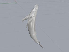 kambur balina hayvanlar fluke formlabs yüksek çözünürlüklü memeli okyanus sla 3d print model - Mito3D