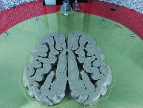 sus scrofa domestica fetta di cervello biologia 3d print model - Mito3D