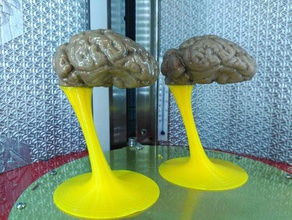 g&oumlttingen mini pig brain mri biology 3d print model - Mito3D