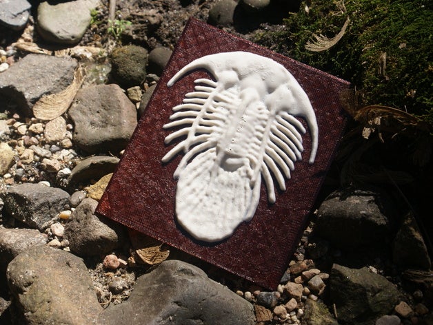 los trilobites más-que-un-lithophane a animales fósil kolihapeltis meshmixer relieve elevado 3D print model - Mito3D