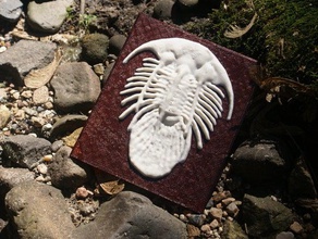 trilobite plus-que-un-lithophane animaux fossile kolihapeltis meshmixer en relief 3d print model - Mito3D