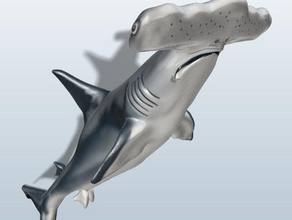 great hammerhead shark 3d printing printer slash fatshark 3d print model - Mito3D