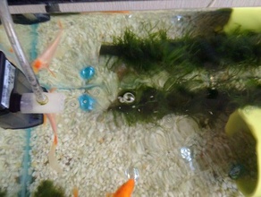 aquarium de barbotage l'effet venturi les animaux compagnie pompe d'aquarium 3d print model - Mito3D